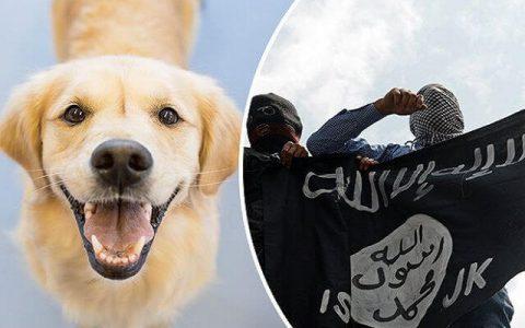 ISIS terrorists are using dogs strapped with explosives to attack the Iraqi Forces