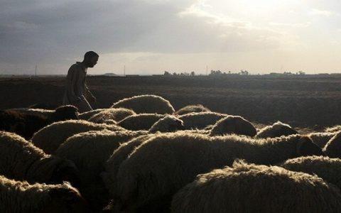 ISIS terrorists steal flock of 300 sheep and kill a young civilian