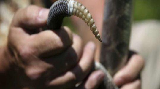 ‘Kill the infidels’ with snakes and wild animals – lone ISIS terrorist told