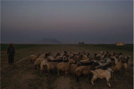 ISIS arrests sheep shepherds and confiscates their herds in the countryside of Deir Ezzor