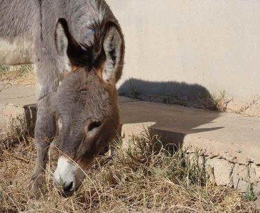 Islamic State militants killed booby-trapping donkey in Kirkuk