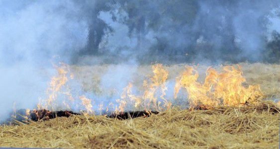Islamic State terrorist group burns 5,000 acres of crops across Iraq