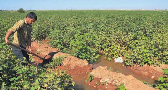 After the Islamic State the agricultural production struggles to recover in parts of Iraq