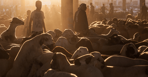 Islamic State terrorists are stealing thousands of sheep in Syria to finance terror cells